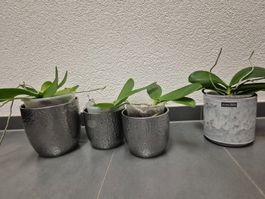 Übertöpfe/Pflanzentöpfe grau/silber 13 cm &15 cm Durchmesser