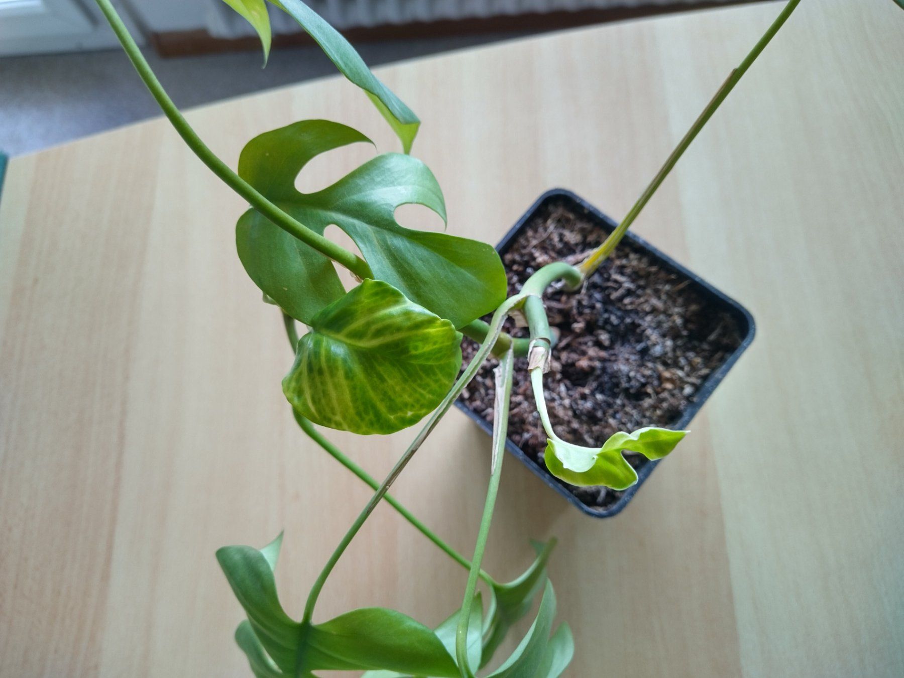 Piante & sementi: Monstera Zimmerpflanze – Usato da Jona venduto da Argus36 6