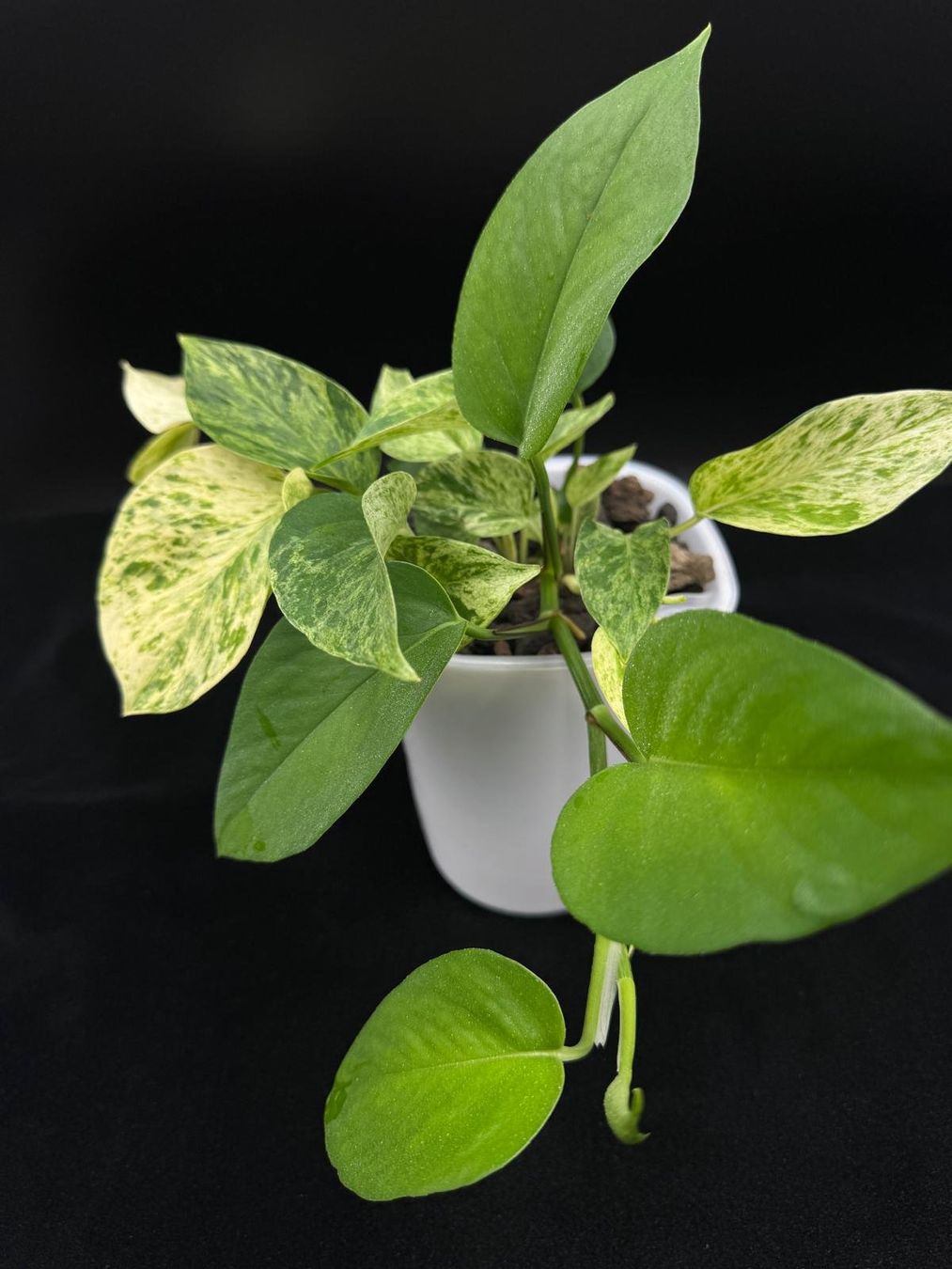 Pflanzen & Samen: Epipremnum aureum, 'Marble Queen' in Semihydro – Neu (gemäss Beschreibung) aus Bühler von googelibear 6