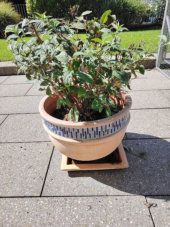 Pots de fleurs: Terracotta Blumentopf  – D'occasion à Wilen b. Wollerau par Karin1985