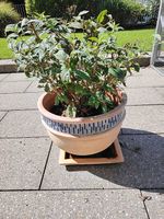 Terracotta Blumentopf 