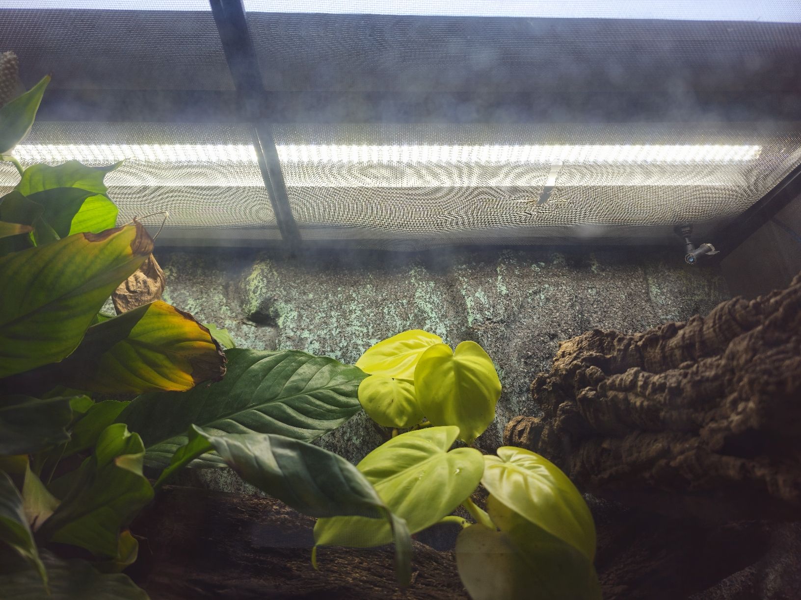 Lampade: Arcadia Jungle Dawn LED Bar – Usato da Amriswil venduto da Damian93 2