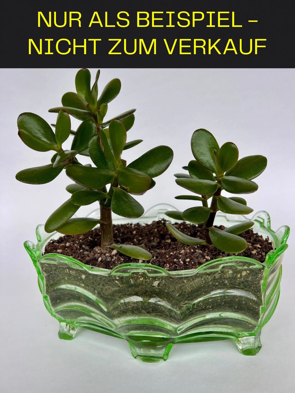 Elettrodomestici da cucina: SIGG Vintage Stövchen Rechaud, gebraucht – Usato da Zürich venduto da nau3000 6