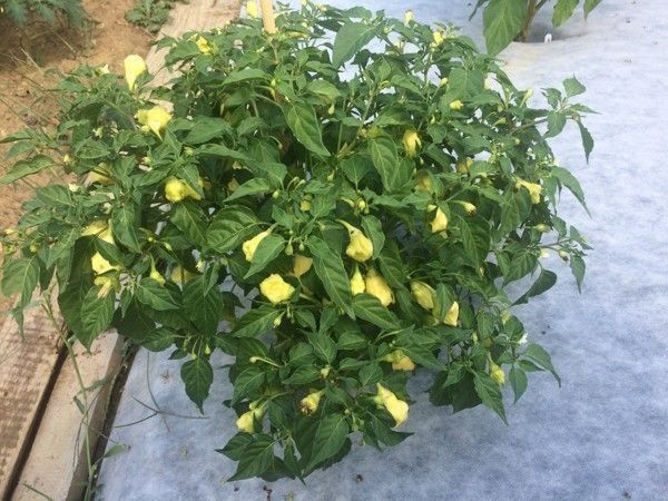 Piante & sementi: 30 Samen AJI WHITE FANTASY Chili – Nuovo (secondo la descrizione) da Ehrendingen venduto da VerveinaSamen 4