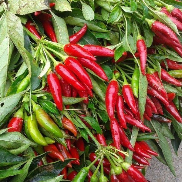 Piante & sementi: 50 Samen PICCANTE E MAZZETTI Chilli – Nuovo (secondo la descrizione) da Ehrendingen venduto da VerveinaSamen 1