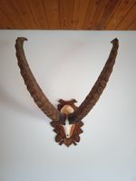 Steinbock  12 jährig
