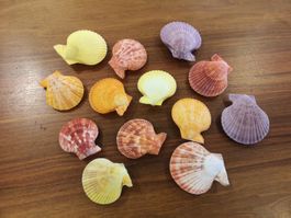 PilgerMuschel Bunte Muscheln 6-7cm Pecten maximus Cebu Shell