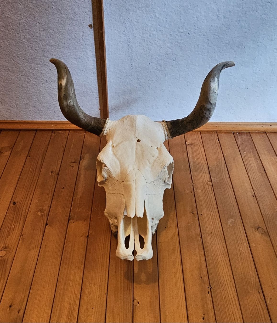 Monde des animaux: Simmentaler Kuhschädel – D'occasion à Gstaad par mar_m2jq