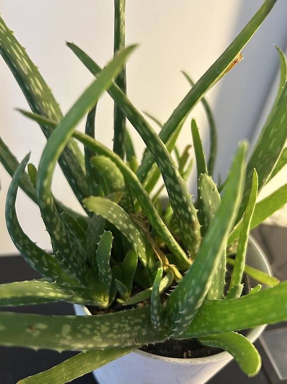 Pflanzen & Samen: Echte Aloe Vera  – Neu und originalverpackt aus Frauenfeld von Irene.Schuppli 1