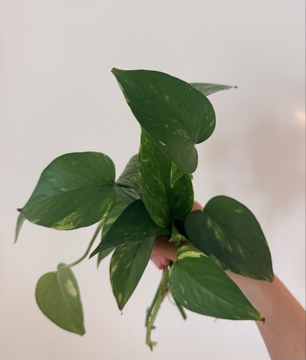 Piante & sementi: Epipremnum aureum cuttings – Nuovo (secondo la descrizione) da Zürich venduto da gom_zxb8