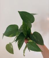 Epipremnum aureum cuttings