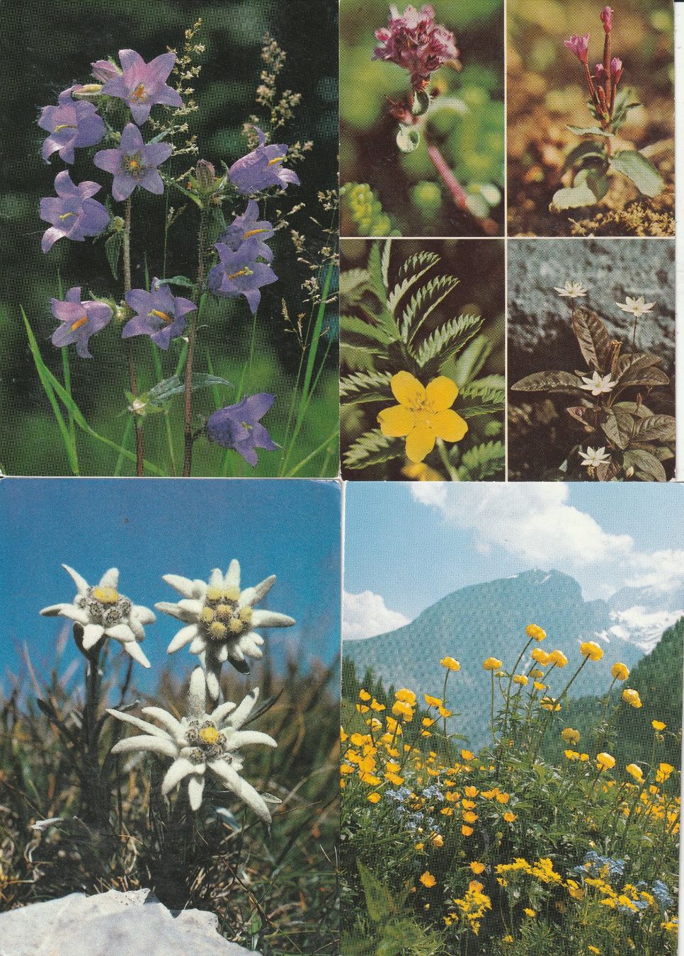 Cartoline postali: 40 Blumenkarten – Usato da Lumbrein venduto da made02 7