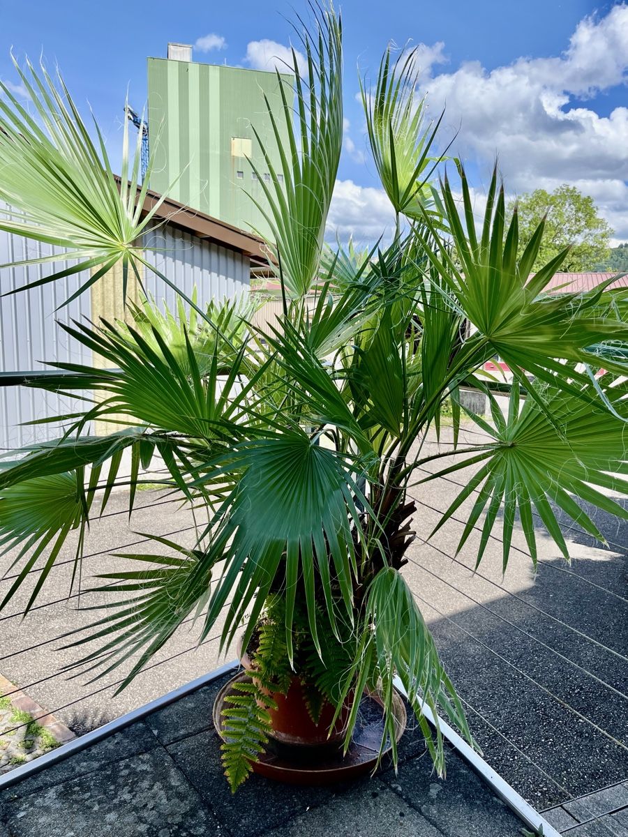 Piante & sementi: Grosse Washingtonpalme knapp 2m gross – Usato da frick venduto da comi