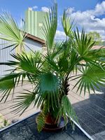 Grosse Washingtonpalme knapp 2m gross