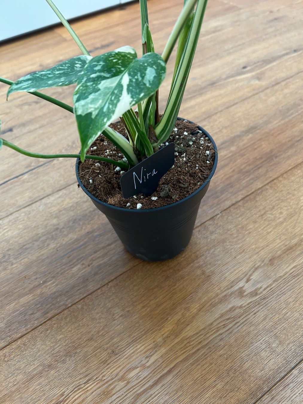 Pflanzen & Samen: Monstera Thai Constellation💚 – Gebraucht aus Wattwil von Mikesplantshop 3