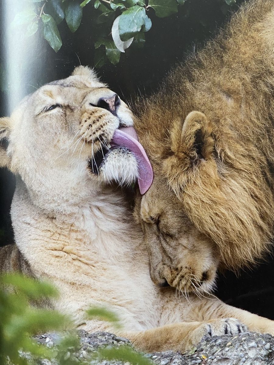 Libri: Informatives Tierbuch Zooführer, Neu! – Nuovo e nell'imballaggio originale da Wetzikon ZH venduto da Louisiana-Girl 5