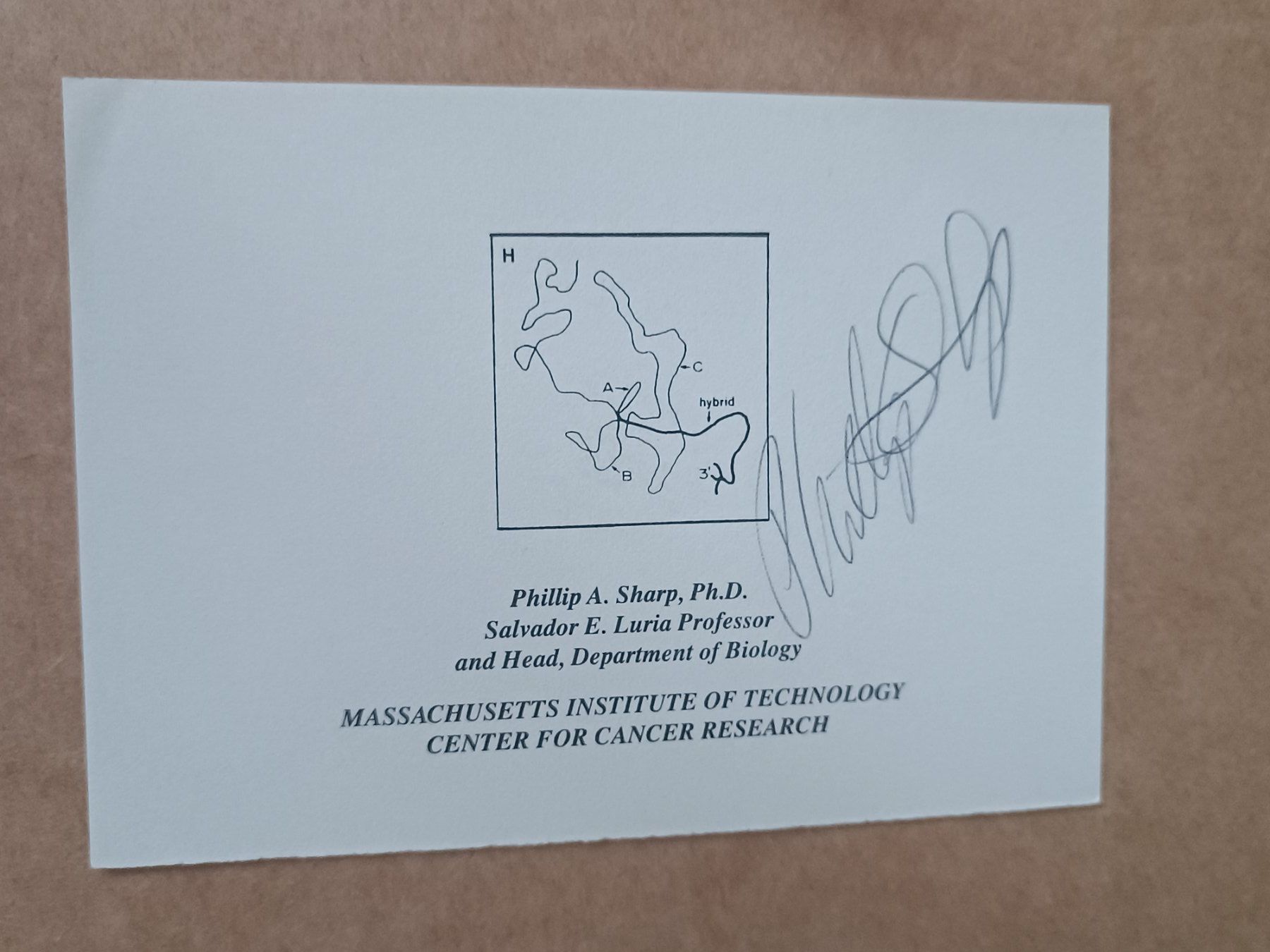Autografi: Phillip A. Sharp - Nobelpreis – Usato da Menziken venduto da Artographs