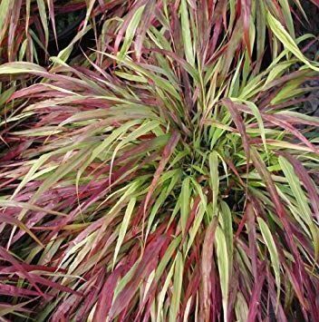 Piante & sementi: Herbe du Japon 'Beni kaze'  2x – Nuovo e nell'imballaggio originale da Bremblens venduto da FIBONACCI369 4