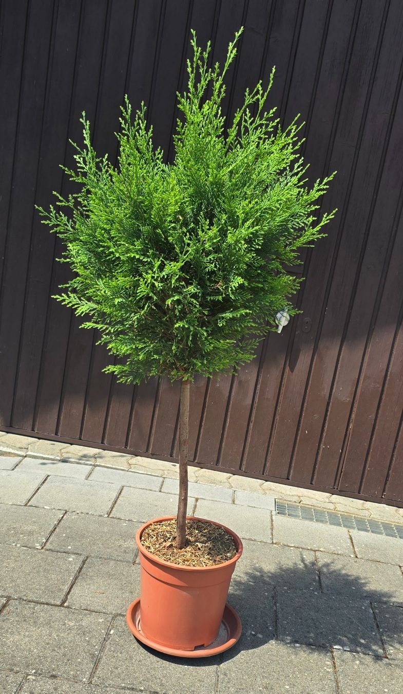 Piante & sementi: Mediterranes Zypressen Stämmchen – Nuovo (secondo la descrizione) da Aarburg venduto da popkorn65 1