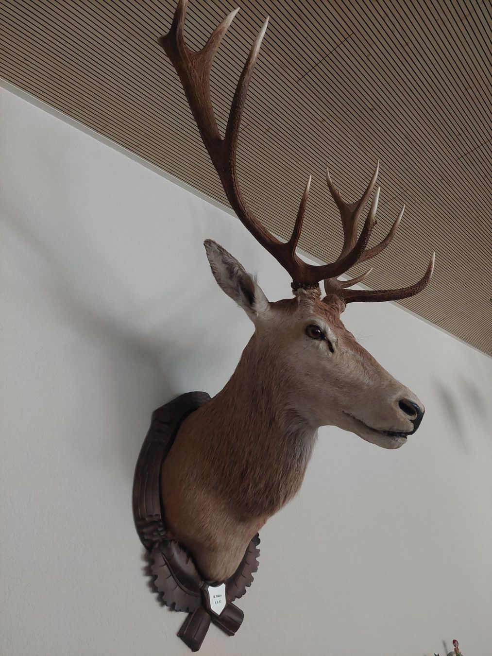 Monde des animaux: Hirschgeweih Trophäe Kronenhirsch – D'occasion à Oberriet SG par Karhu1991 1