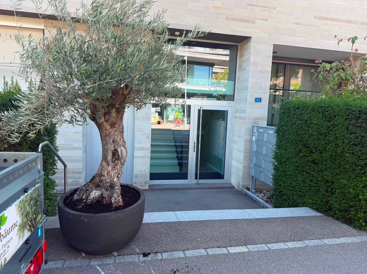 Plantes & graines: Olivenbaum winterhart mit neuem Topf 80cm – Neuf (Voir description) à Zürich par AlindaH 1