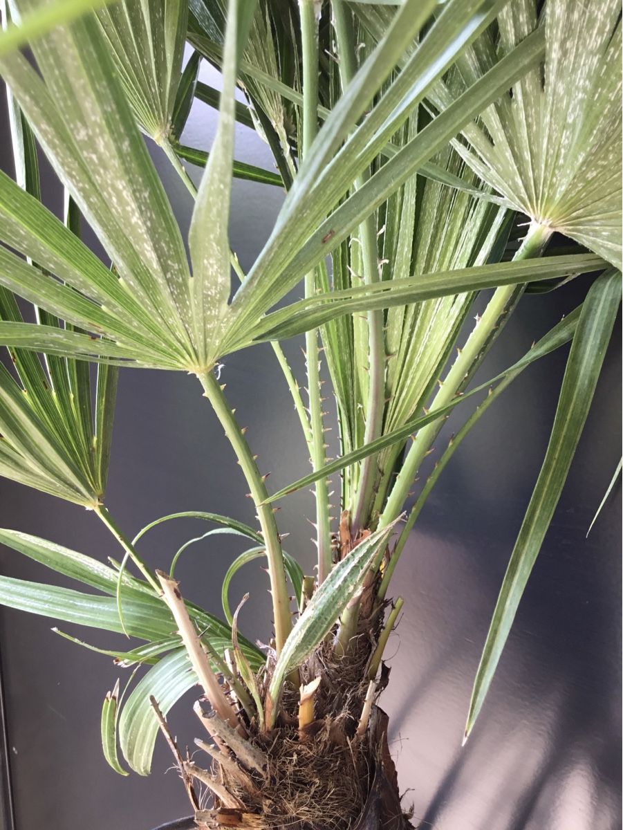 Piante & sementi: Original Sizilien Zwerg-Palme | Ableger – Nuovo (secondo la descrizione) da Eggersriet venduto da Wiese61 3