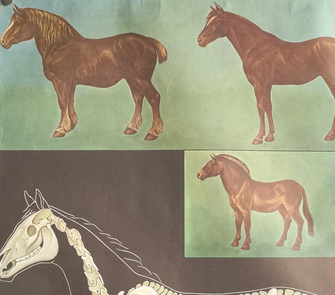 Foto & Immagini: Schulwandbild Pferd - Anatomie - Top Zustand! – Usato da Härkingen venduto da sammelbecken 2