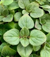 10 Sämlinge 10-30cm Griechischer Oregano ORIGANUM VULGARE