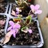 Piante & sementi: Violette à feuillage panaché  2x – Nuovo (secondo la descrizione) da Bremblens venduto da FIBONACCI369 1