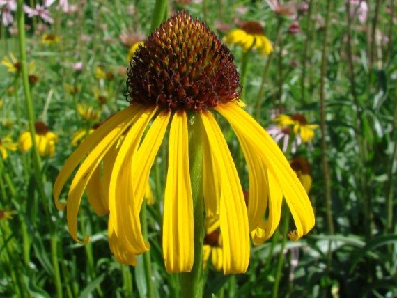 Pflanzen & Samen: 50 Samen ECHINACEA PARADOXA Ozark Echinacea – Neu (gemäss Beschreibung) aus Ehrendingen von VerveinaSamen 7