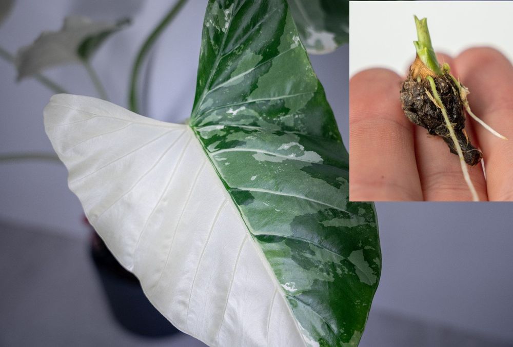 Alocasia macrorrhiza albo variegata Ableger (Rhizome) Kaufen auf Ricardo