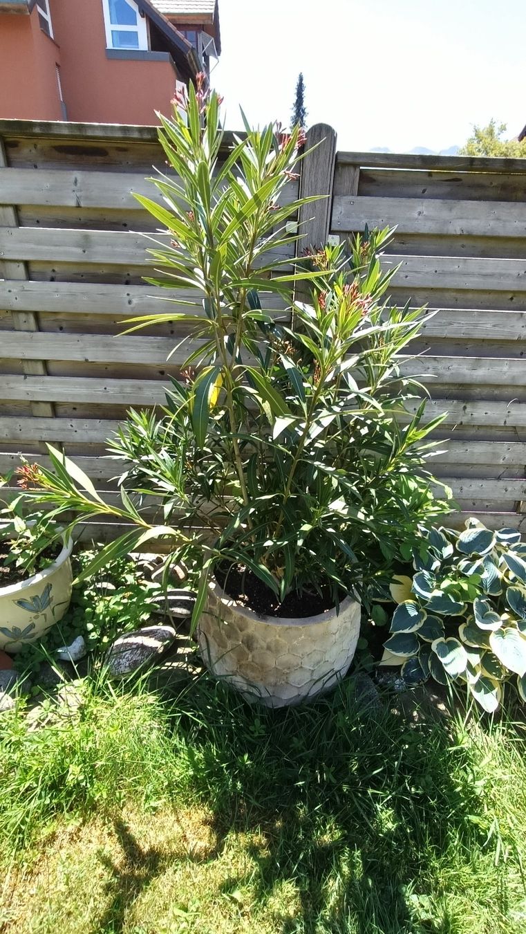 Piante & sementi: Oleander dunkelrot, in grossem Keramiktopf – Usato da Steffisburg venduto da tut_s28q 1