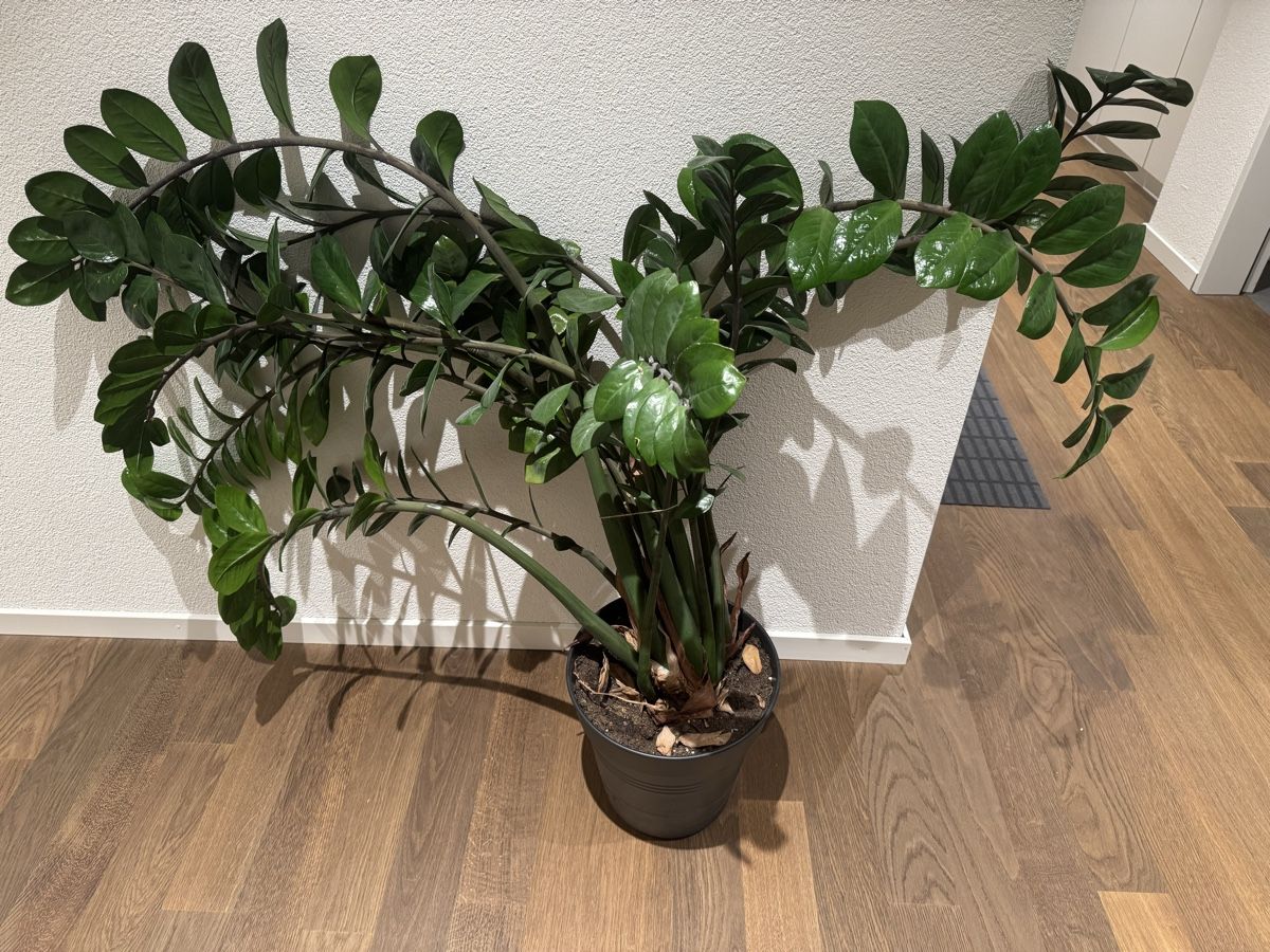 Pflanzen & Samen: Zamioculcas Zimmerpflanze – Gebraucht aus Zürich von Monusc 2