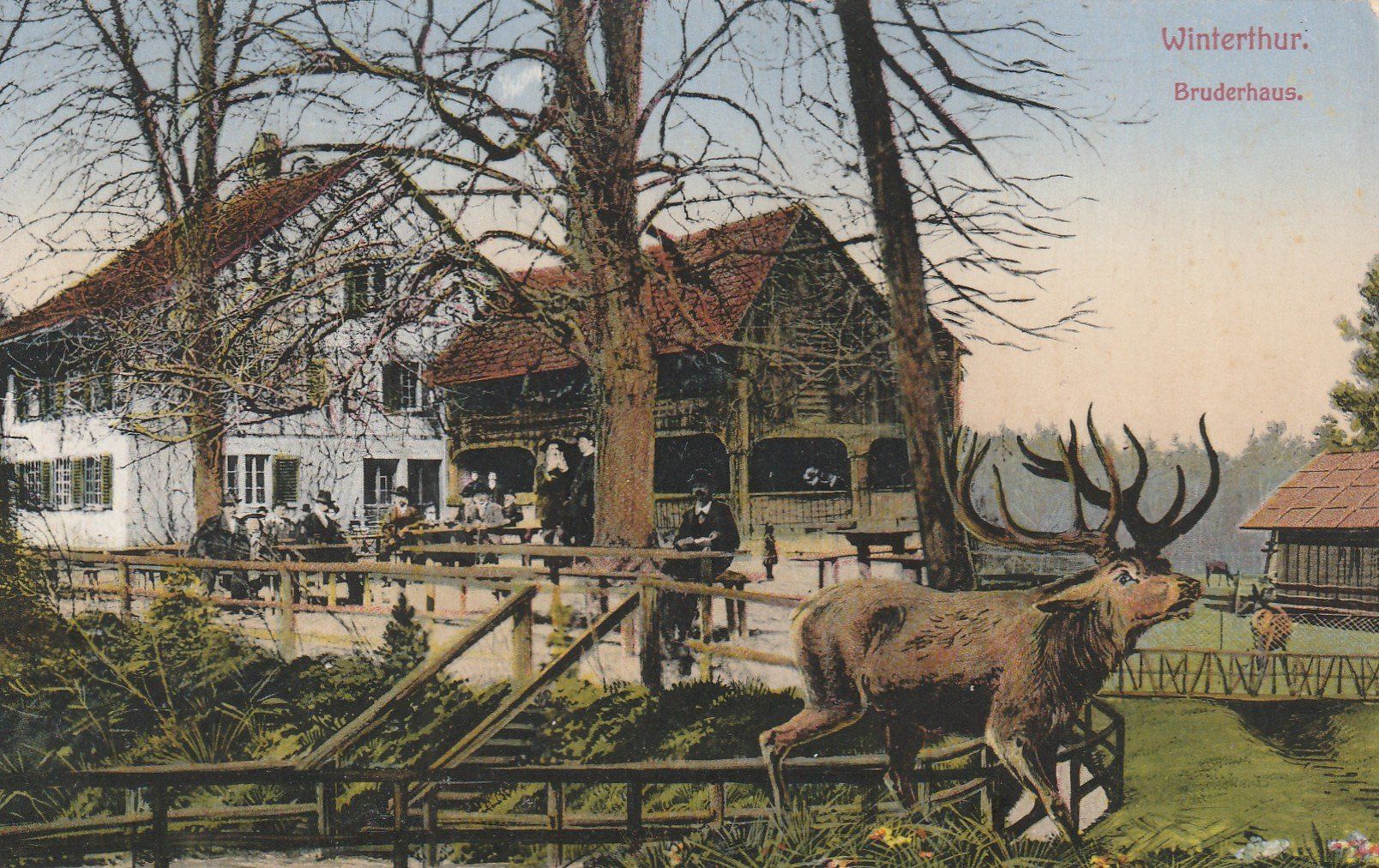 Cartoline postali: Ansichtskarte Winterthur Bruderhaus mit Hirsch Zoo 1915 – Usato da Rupperswil venduto da Ema10