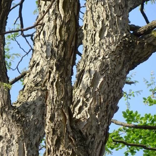 Pflanzen & Samen: Arbre à café du Kentucky PLANTE RARE – Gebraucht aus Bremblens von FIBONACCI369 3