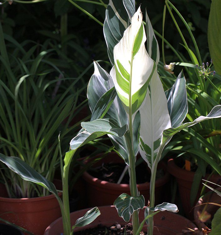 Piante & sementi: Canna indica STUTTGART VARIEGATA – Usato da Bremblens venduto da FIBONACCI369 2