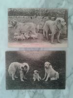 3 alte Postkarten 1922/1934 Hunde Frankreich