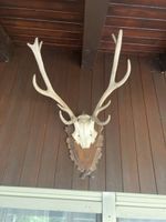 Jagd, Geweih, Trophäen