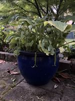 Blauer Blumentopf mit Planze