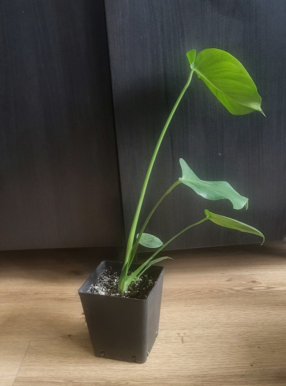 Piante & sementi: Monstera Deliciosa S/M – Usato da Pregassona venduto da maslud 4