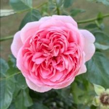 Profile image of ElenaPe