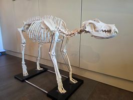 Hunde Skelett Naturabguss
