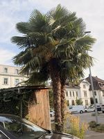 Palmen