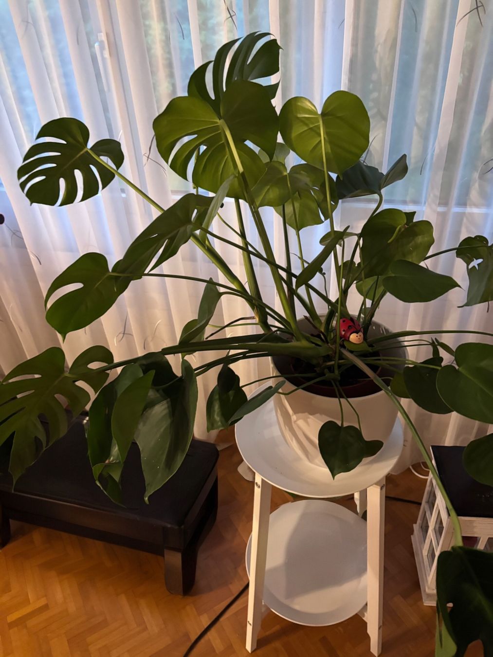Piante & sementi: Fensterblatt Monstera Deliciosa 20 cm DM – Usato da Ittigen venduto da Melaleuca77