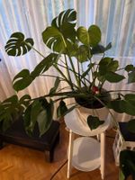 Fensterblatt Monstera Deliciosa 20 cm DM