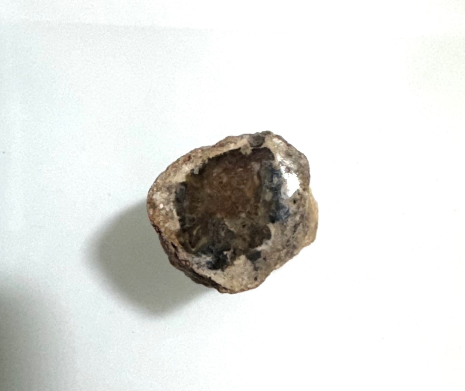 Fossili: versteinertes HOLZ    lässiges Einzelstück        NATURE – Nuovo e nell'imballaggio originale da Leuggern venduto da gemshow 2