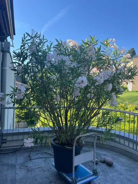 Piante & sementi: wunderschöner Oleander mit hellrosa Blüten 2.20 m gross – Usato da Thalwil venduto da Manuelazh 1