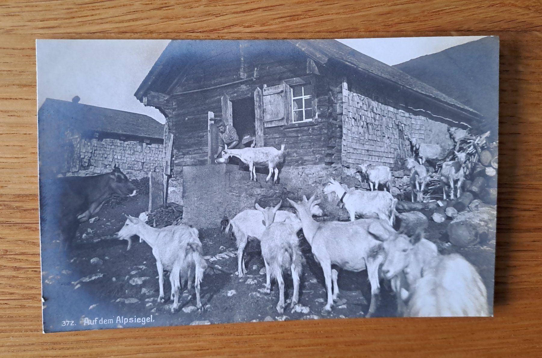 Cartoline postali: Ansichtskarte auf dem Alpsiegel - Ziegen – Usato da Speicherschwendi venduto da allowed-crime