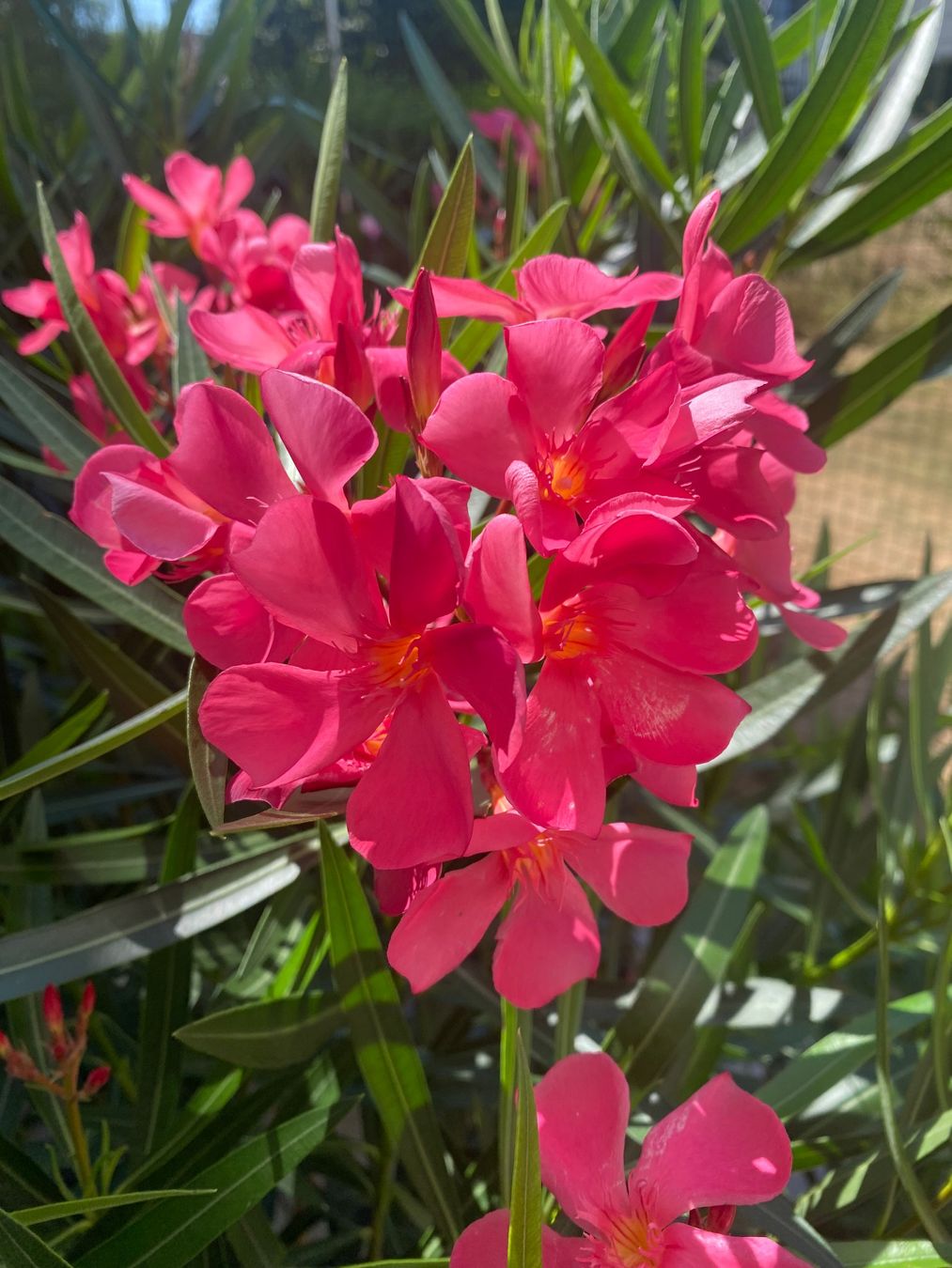 Piante & sementi: Oleander pink-rosa, Höhe 170 cm – Nuovo (secondo la descrizione) da Alchenflüh venduto da smart- 1