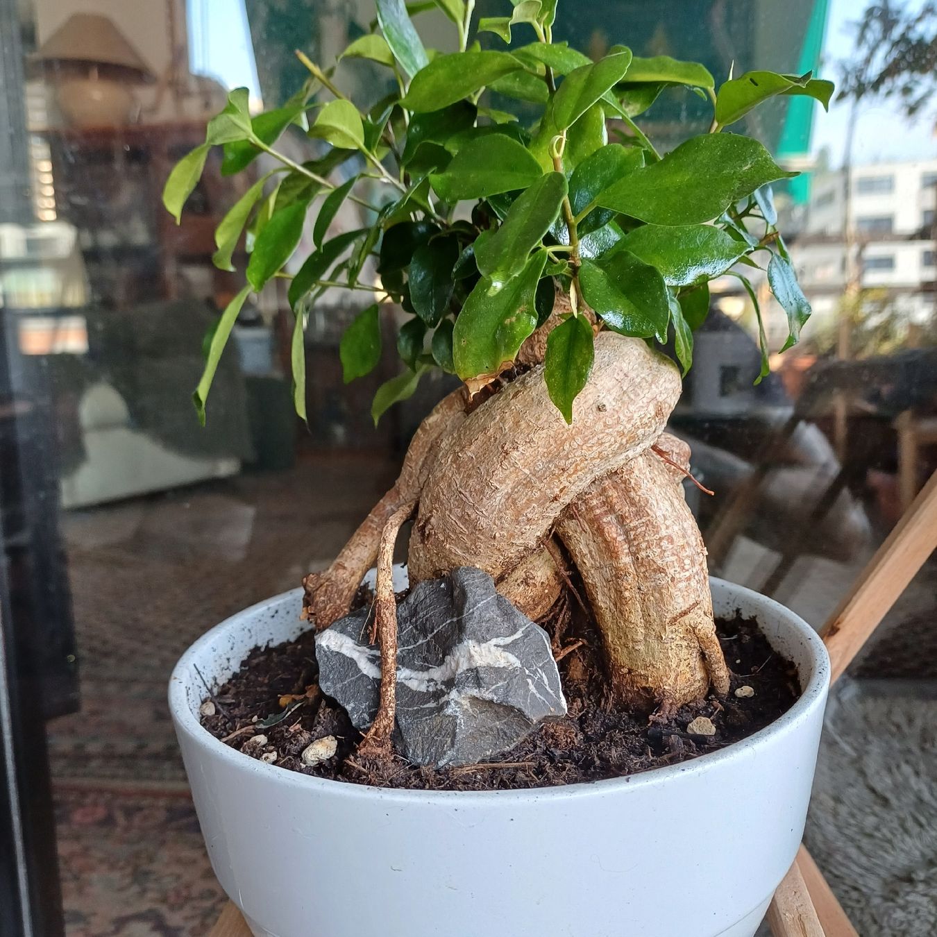 Piante & sementi: bonsai ginseng – Nuovo (secondo la descrizione) da Paradiso venduto da botanica.bruta 2